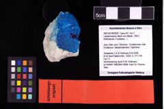 NHMW-GEO-2007z0149-0020_Ol_01.tifLaeviprosopon laeve (von Meyer, 1857)  (NHMW-GEO-2007z0149-0020)